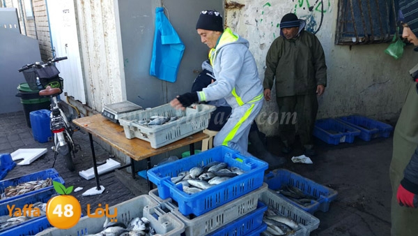 samak yaffa 3j53 (8).JPG